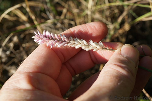 Woolflower (Hermbstaedtia linearis)