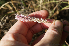 Hermbstaedtia linearis