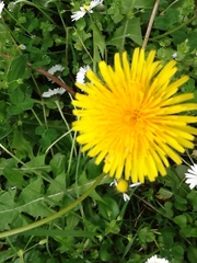 Taraxacum