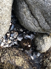 Mytilus californianus