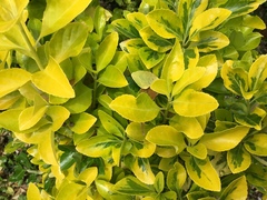 Euonymus japonicus