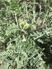 Astragalus brauntonii