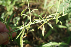 Hermbstaedtia linearis