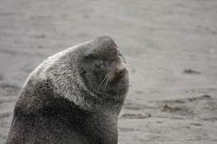 Northern Fur Seal photo 3