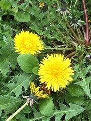 Taraxacum officinale