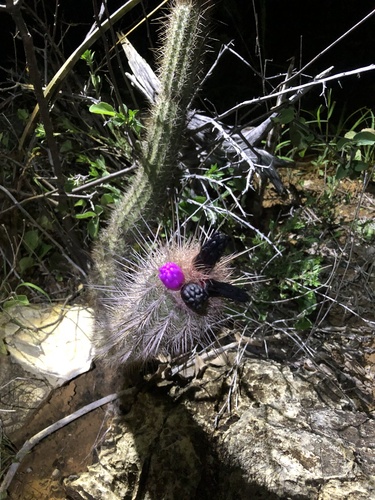 Arrojadoa rhodantha
