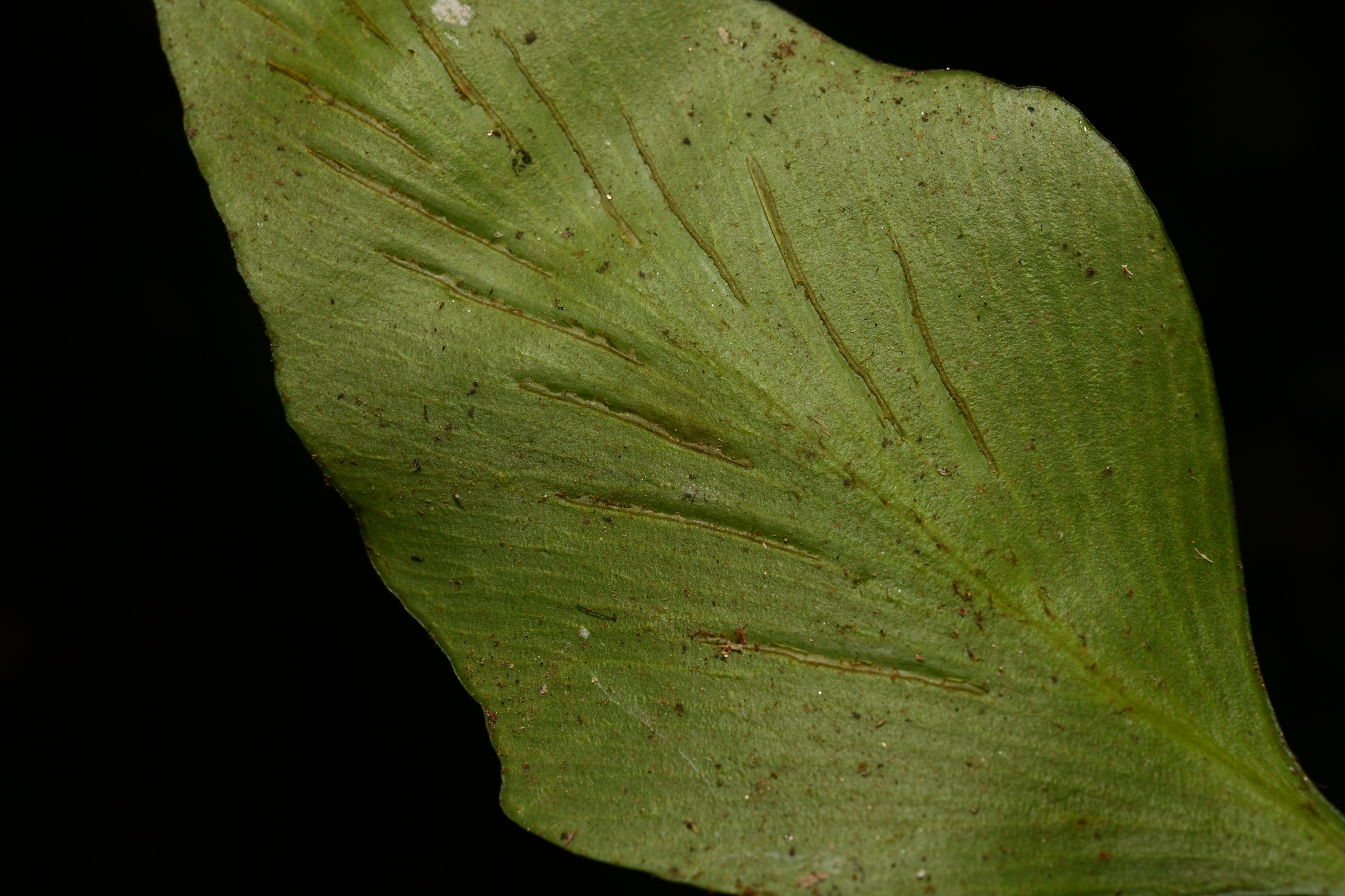 Asplenium finlaysonianum Wall. ex Hook. 3