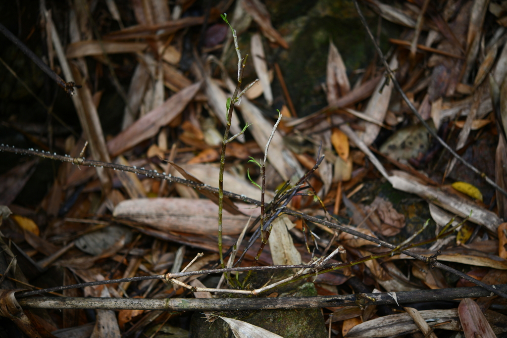 Dendrobium parcum Rchb.f.