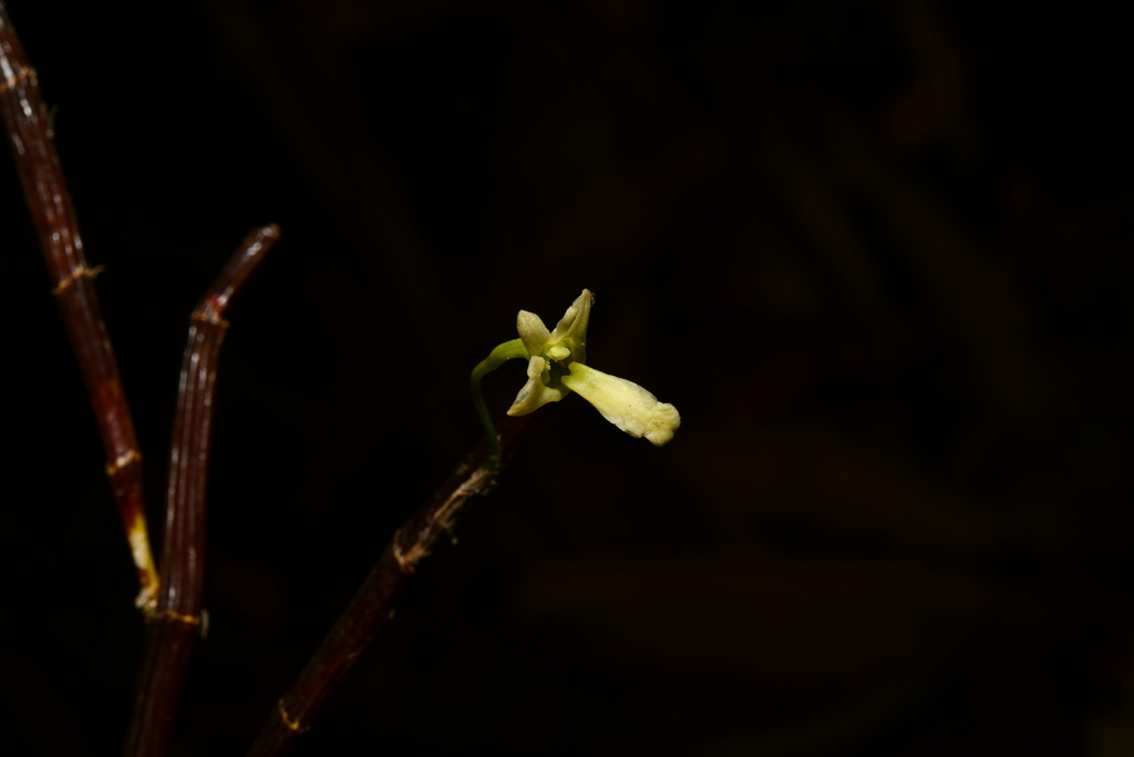 Dendrobium parcum Rchb.f. 2