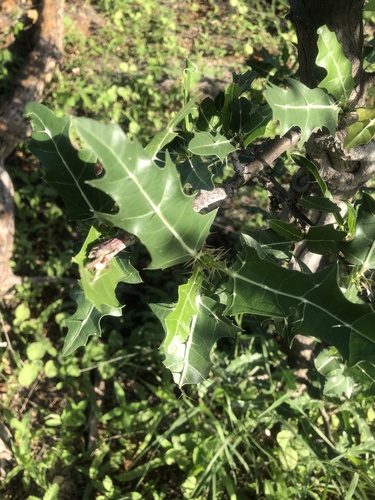 Cnidoscolus quercifolius