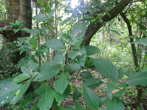 Jiggerwood (Bravaisia integerrima)