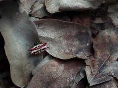 Gasteracantha sanguinolenta