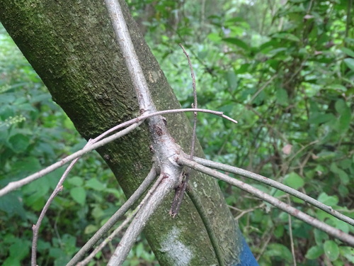 Image of Bravaisia integerrima by (c) Alexis López Hernández, some rights reserved (CC BY)