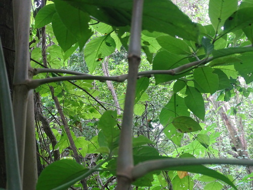 Image of Bravaisia integerrima by (c) Alexis López Hernández, some rights reserved (CC BY)