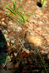 Dichanthelium scribnerianum
