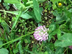 Trifolium pratense