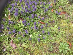 Ajuga reptans