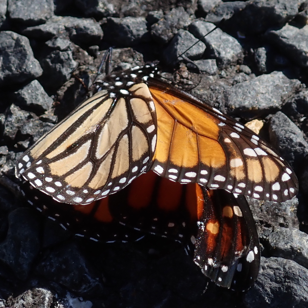 Monarch In January 2024 By Dhasdf Right After The Freeze INaturalist   Large 