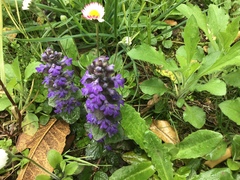 Ajuga reptans