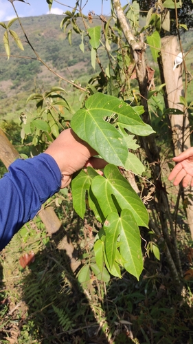 Image of Passiflora seemannii by (c) Miguel José Lengua Hernández, some rights reserved (CC BY)