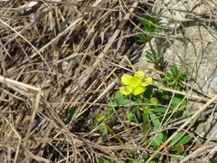 Ranunculus polyrhizos