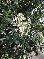 Viburnum tinus