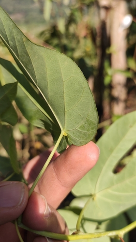 Image of Passiflora seemannii by (c) Miguel José Lengua Hernández, some rights reserved (CC BY)