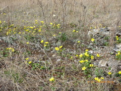 Ranunculus polyrhizos