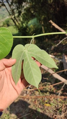 Image of Passiflora seemannii by (c) Miguel José Lengua Hernández, some rights reserved (CC BY)
