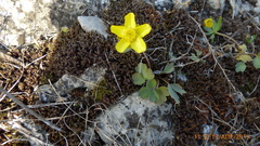 Ranunculus polyrhizos