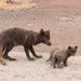 Pribilof Island Fox - Photo (c) Guy Lemelin, some rights reserved (CC BY-NC), uploaded by Guy Lemelin