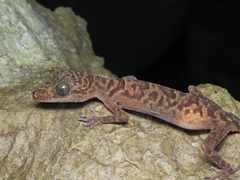Wangkulangkul's Bent-Toed Gecko photo 3