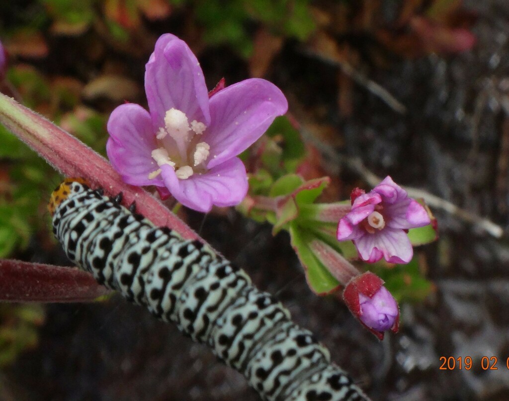 Willowherb Daymoth from Falls Creek VIC 3699, Australia on February 2