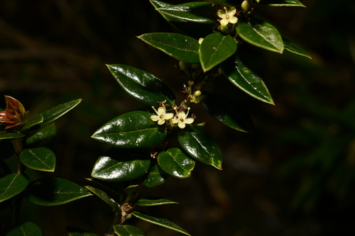 Ilex georgei