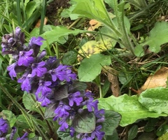 Ajuga reptans