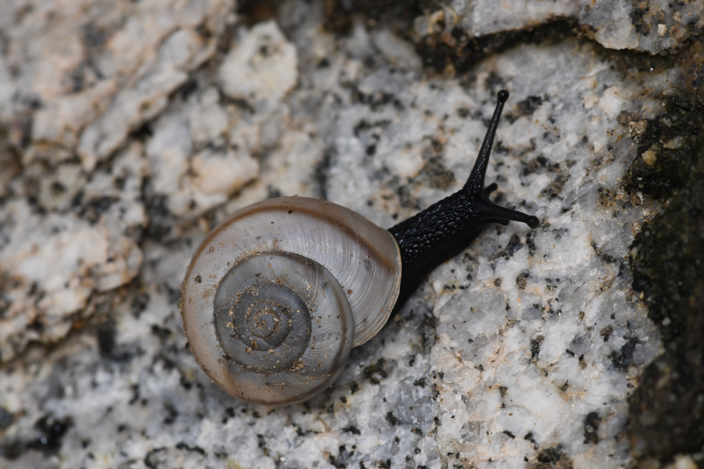 Mountain Spring desertsnail