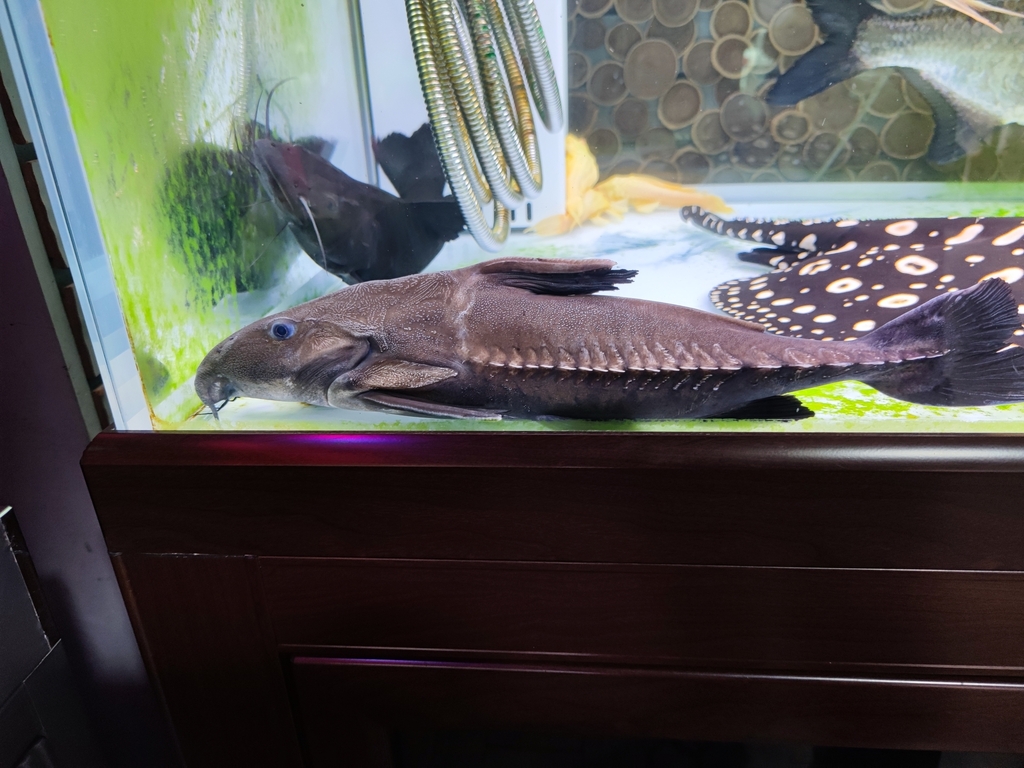 ripsaw catfish from Taizhou, CN-ZJ, CN on January 29, 2024 at 02:03 PM ...