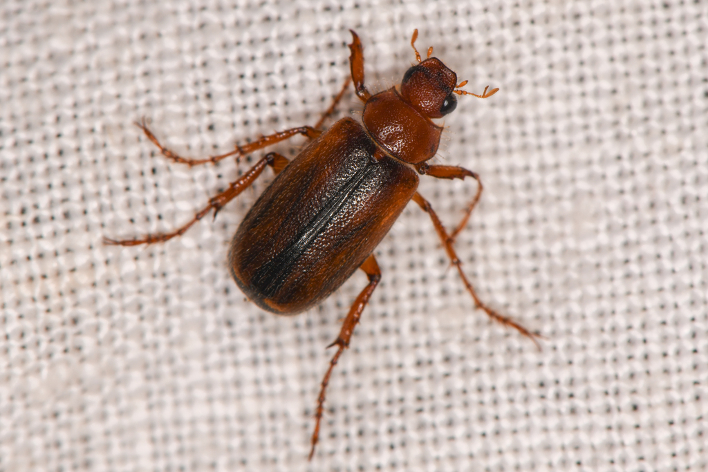 Coenonycha inaja