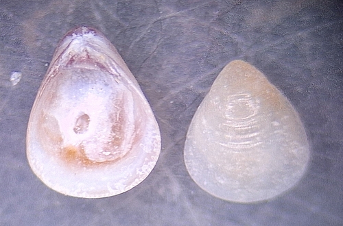Parastarte triquetra, 2024-01-27