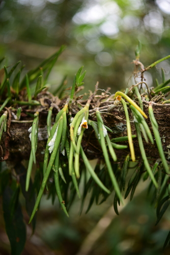 Strongyleria pannea