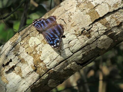 Mexican Bluewing photo 5