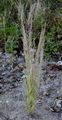 Eragrostis japonica