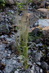 Eragrostis japonica
