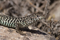 Black-Green Tree Iguana photo 4