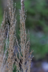Eragrostis japonica