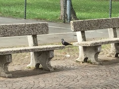 Columba livia domestica