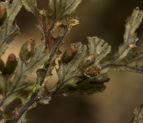Hymenophyllum seselifolium, 2024-01-17