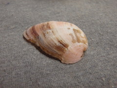Musculus impactus
