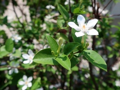 Wrightia antidysenterica