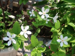 Wrightia antidysenterica